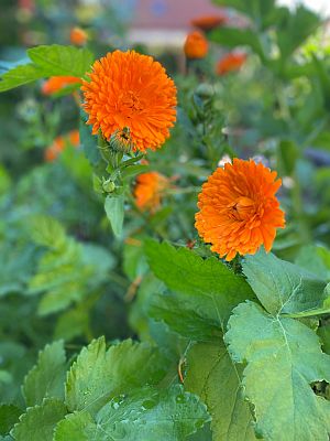 Calendula Flowers